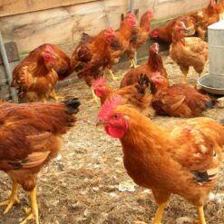 Poultry