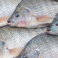 Tilapia