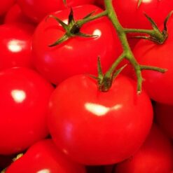 Tomato