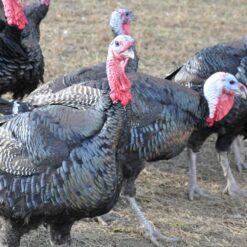 Turkey