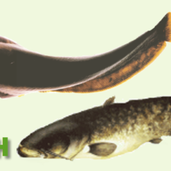 Aquaculture