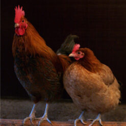 Chicken