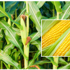 Maize