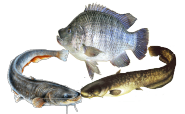 Aquaculture - General